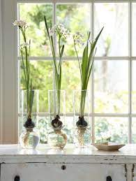 Crocus species (winter/spring flowering) large flowering crocus (crocus vernus) fragrant hyacinth bulbs. 3 Flowers To Force Indoors Winter Gardening And Decorating