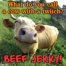 Beff jerky dozing off funny cow meme what do you call a sleeping cow? Cow Imgflip