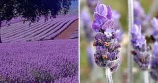 Ulei Si Ceai De Lavanda Miraculoasele Proprietati Terapeutice Plants