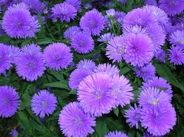 Da tu style, 3 dicembre 2019. Pin Di Mieke Lobker Su Fikirler Nel 2021 Coltivare I Fiori Fiori Viola Aster
