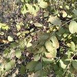 Image result for Combretum mossambicense