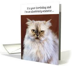 The beak boys birthday song. 17 Birthday Cards For Cat Lovers
