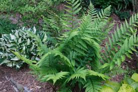 Image result for Dryopteris kilemensis
