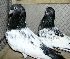 حمام البنكا الباكستاني pigeon pictures dove pigeon pigeon bird
