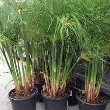 Image result for Cyperus sp.no.8