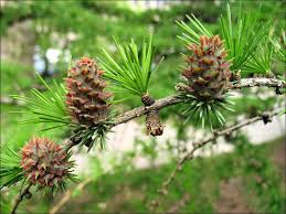 Image result for larch tree
