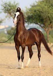 Marwari Horse Marwari Horses Horses Most Beautiful Horses