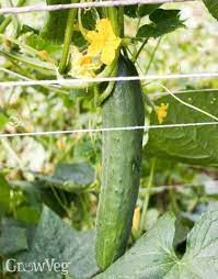 Growing Cucumbers For Maximum Yield Cucumber Plant Growing Cucumbers Cucumber Trellis