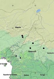 Image result for Vepris renieri