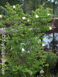 Image result for Bauhinia tomentosa