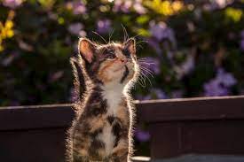 Adopt Clover On Petfinder Beautiful Kittens Help Homeless Pets Cat Adoption