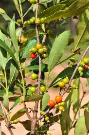 Image result for Tricalysia jasminiflora
