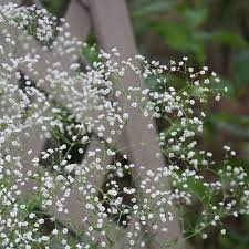 Baby S Breathe Babys Breath Flowers Flowers Language Of Flowers