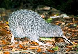 Check spelling or type a new query. Neuseelands Tier Dilemma Katzen Haben Kiwis Zum Fressen Gern Panorama Badische Zeitung