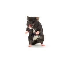 The syrian hamster is undoubtedly the most robust of all. Hamster Common Illnesses Hamster Illnesses Hamsters Guide Omlet Uk