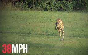 If playback doesn't begin shortly, try restarting your device. Cheetah Smashes Speed Record By Running 100m In 5 95 Seconds 40 Faster Than Usain Bolt Daily Mail Online