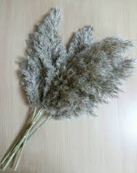 Herbe Sechee De Pampas Grande Plume Beige Pelucheuse Etsy In 2020 Dandelion Plants Flowers