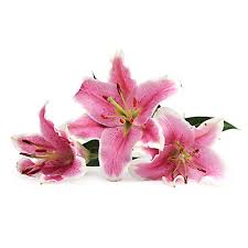 Maybe you would like to learn more about one of these? Central Market Oriental Lilies 3 Stem Bunch Central Market