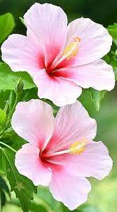 Cremation Urns Cremation Jewelry Necklaces Urns Memorial Urns Key Chain Urn Chain Cremation Jewelry Key Memorial N Hibiscus Plant Plumeria Flowers Flowers