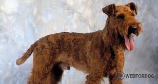 Image result for irský teriér