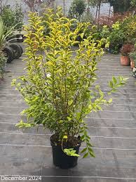 Image result for ligustrum ovalifolium
