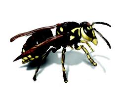 Make sure that you do not simply spray the outside of the nest as this will prove an ineffective killing method and the angry hornets are more likely to sting you or your family over the. How To Get Rid Of Hornets In Houses Control Removal Facts
