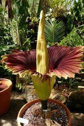 12 Of The World S Most Gigantic Plants Travel Blog Tripbase Corpse Flower Unusual Flowers Strange Flowers