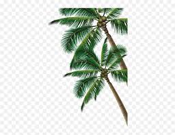 Maybe you would like to learn more about one of these? Transparent Background Coconut Tree Transparent Png Coconut Tree Clipart Coconut Tree Png Free Transparent Png Images Pngaaa Com