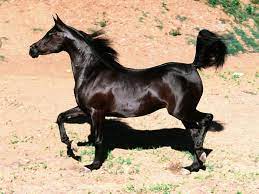 Pin By Monique On Onwhitehorses Horses Arabian Horse Horse Breeds