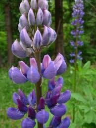 Gabriola Lupin Cottage Garden My Secret Garden Flowers