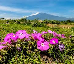 Image result for Cycnium