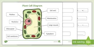 Animal and plant cell under light microscope. Plant Cell Diagram