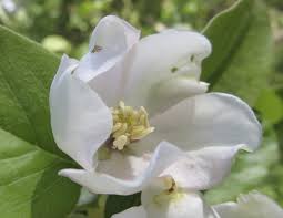 We did not find results for: White Flowers Tree Guide Uk White Flowers Used For Tree Identification