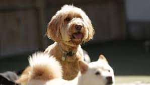 A pet groomer can alert pet parents to their dog's specific needs to keep them healthy and fit. Happy Tails St Louis Dog Boarding And Daycare Open 24 7 Daily