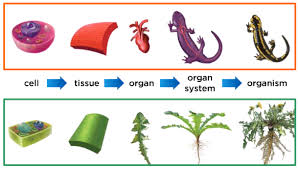 Ch1 1 Cells Tissue Organ Organ Systems Organism Same Images As Used In Mcgrawhill Gr 5 Science Textbook Science Textbook Organ System Textbook