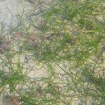 Image result for Zostera capensis