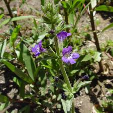 Image result for Stemodia serrata