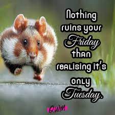 Good morning humor quotes good morning joke quotes good morning tuesday quotes tuesday. Happy Tuesday Quotes Good Morning Tuesday Wishes Messages