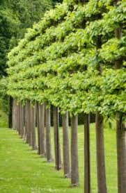Check spelling or type a new query. Pleached Trees Caragh Nurseries