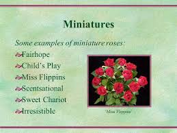 Buy these small chariot from certified sellers. The Rose Our National Floral Emblem Ppt Video Online Download