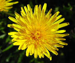 Image result for Taraxacum sp.