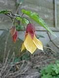Image result for Abutilon austro-africanum