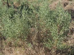 Image result for Pechuel-Loeschea leubnitziae