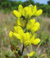 Image result for Justicia anagalloides