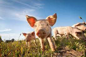 Das Schwein 11 Faszinierende Fakten Uber Schweine Peta Deutschland E V