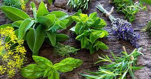 Resultado de imagem para ervas e benzimentos