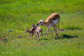 Quick trip to Yellowstone...