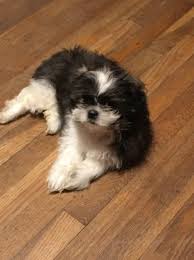 An adorable toy pup, the shih tzu is a playful yet gentle breed that is great with children and make for great roommates in homes of all sizes. Shih Tzu Puppy Dog For Sale In Richmond Virginia