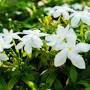 Profile Picture of How to Plant, Grow, and Care for Jasmine Flowers - Gilmouron Google