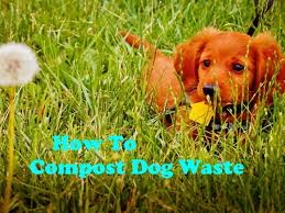 Fine grates or screens should be put on all floor and sink drains to catch any small particles and hair. Best Ways To Recycle And Compost Dog Waste For Free Pethelpful
